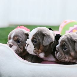 Bulldog and French Bulldog Puppies from Bully Life Farms