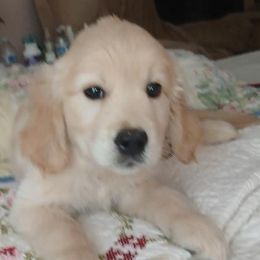Black collar - Light golden male Golden Retriever puppy in Dallas, Texas from Denali Kennels