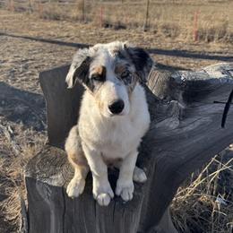 Buckshot (Buck) - Blue merle male Australian Shepherd puppy in Fort Morgan, Colorado from 4B Ranch & Livestock, LLC