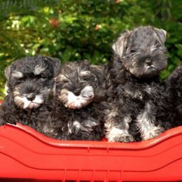 Miniature Schnauzers from Saxony Miniature Schnauzers