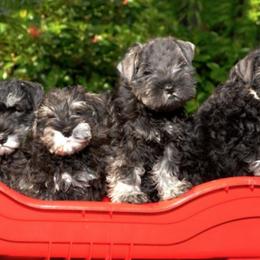 Miniature Schnauzers from Saxony Miniature Schnauzers