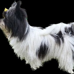 Yorkshire Terrier puppies from Kim Hoang's Yorkies