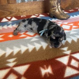 Blue collar - Dapple female Dachshund puppy in Eustis, Florida from K8’s Dachshunds