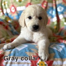 Gray collar - Light golden male Golden Retriever puppy in Barbourville, Kentucky from Home Sweet Home English Goldens