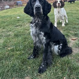 Dax - English Springer Spaniel
