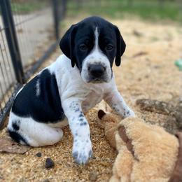 Captain - Black and white male German Shorthaired Pointer puppy in Hot Springs, Virginia from Thunder Mountain Gun Dogs