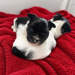 Male 1 - Light Blue - Parti male Yorkshire Terrier puppy in Phil Campbell, Alabama from MagnoliaYorkies