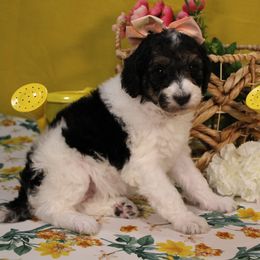 Brie - Parti female Poodle puppy in Peyton, Co, Usa, Colorado from Peyton Poodles