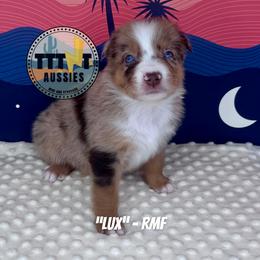 Lux - Red merle female Australian Shepherd puppy in Tucson, Arizona from TTTNT Aussies