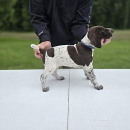 German Shorthaired Pointer Puppies from Lauren Walton