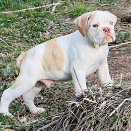 Boy 1 - White Bulldog puppy in Washington from Sun City Campeiro Bulldogs