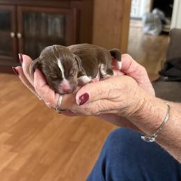 Pocket Beagle Choc Male - Brown white and tan male Beagle puppy in Gentry, Arkansas from HC Puppy Ranch