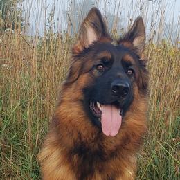 German Shepherds from Krudup German Shepherds