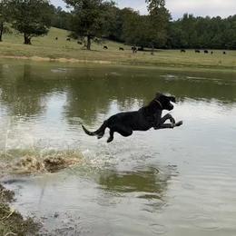 Labrador Retrievers from Southern River Retrievers