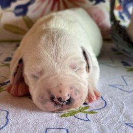 Female picking spot 2 - White and black female Dalmatian puppy in Hawkins, Texas from Snow Dalmatians