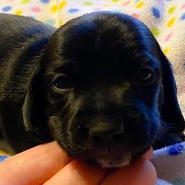 Dachshund and Great Dane Puppies from AZ's Prestigious Minature Dachshunds