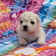 Rockie, JR.(orange boy) - White male Bolognese puppy in San Antonio, Texas from My Regal Bolognese