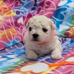 Rockie, JR.(orange boy) - White male Bolognese puppy in San Antonio, Texas from My Regal Bolognese