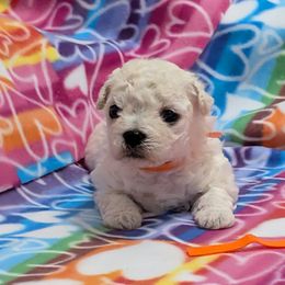 Rockie, JR.(orange boy) - White male Bolognese puppy in San Antonio, Texas from My Regal Bolognese