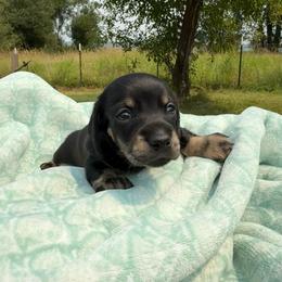 Brindle black and cream - Black and cream female Dachshund puppy in Onalaska, Washington from FairyTail Dachshunds