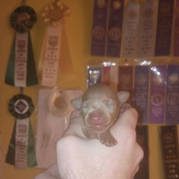 Pick female - Fawn and rust female Miniature Pinscher puppy in Cincinnati, Ohio from ALL AMERICAN K9 LLC