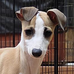 Italian Greyhound puppies from Alura Italian Greyhounds