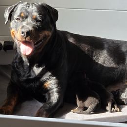 Rottweiler puppies from Vom Peiffley Rottweilers, LLC