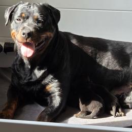 Rottweiler puppies from Vom Peiffley Rottweilers, LLC