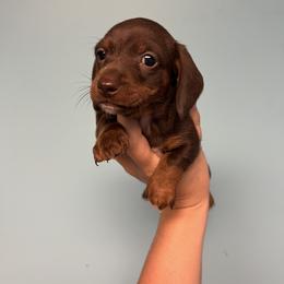 Dachshund and Pomeranian Puppies from Gracie Lail
