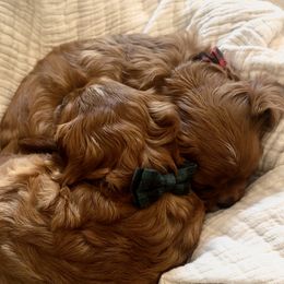 Aussiedoodles, Cavalier King Charles Spaniels, and Cavapoos from Carolina Doodles & Co.