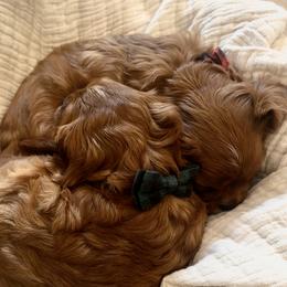 Aussiedoodles, Cavalier King Charles Spaniels, and Cavapoos from Carolina Doodles & Co.