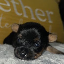Brooklyn - Black and gold Yorkshire Terrier puppy in Cleveland, Ohio from My Exotic Yorkies LLC