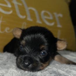 Brooklyn - Black and gold Yorkshire Terrier puppy in Cleveland, Ohio from My Exotic Yorkies LLC