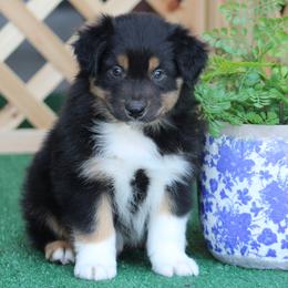 CanAm - Black tri-color male Australian Shepherd puppy in Circleville, Utah from Canyon Creek Aussies