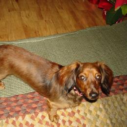Dachshund All Grown Up from Individual