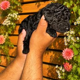 Tiffany - Yellow Collar Girl - Black female Goldendoodle puppy in Yakima, Washington from HoneyPaw Doodles
