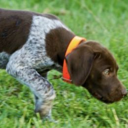 German Shorthaired Pointers and Vizslas from Six Hitch Farm