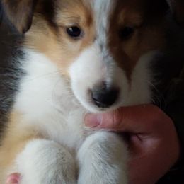 Shetland Sheepdog Puppies from Rose Hill Farm