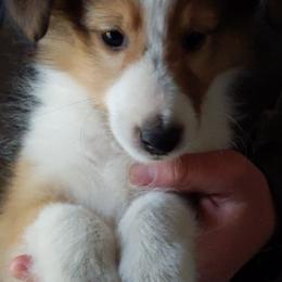 Shetland Sheepdog Puppies from Rose Hill Farm