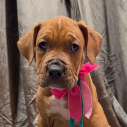 ROGUE - Fawn sable female American Bully puppy in Texas from TEXAS BULLY FAMILY