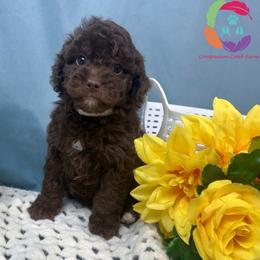 Purpose - Chocolate female Labradoodle puppy in Bowman, Georgia from Companion Creek Farm