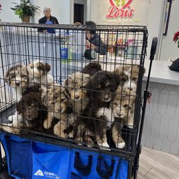 Aussiedoodle Puppies from Gore Doodle Ranch