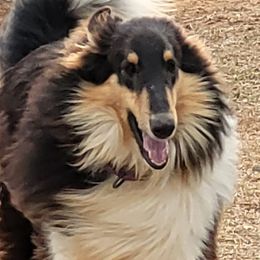 Barkley - Collie