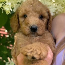 Titus - Apricot male Poodle puppy in St. Johnsbury, Vermont from Poodles of the Northern Woods