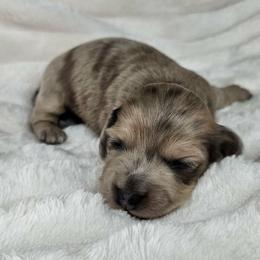 Saki - Dapple female Dachshund puppy in Lakeland, Florida from Buckwild Doxies