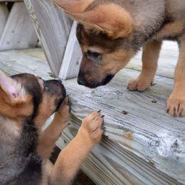 German Shepherd Puppies from Patriot Shepherds