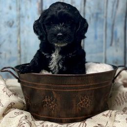 Peppermint Bark - Black and chalk female Australian Labradoodle puppy in Brush Prairie, Washington from Fancy Pants Labradoodles