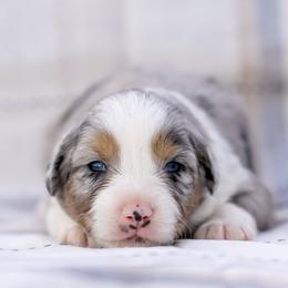 Griff - Blue merle male Australian Shepherd puppy in Weatherford, Texas from Ridgestar Aussies