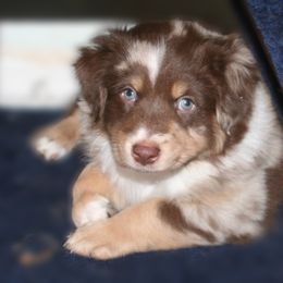 Australian Shepherd Puppies from M3 Sassafrass Ranch