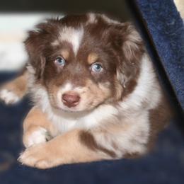 Australian Shepherd Puppies from M3 Sassafrass Ranch